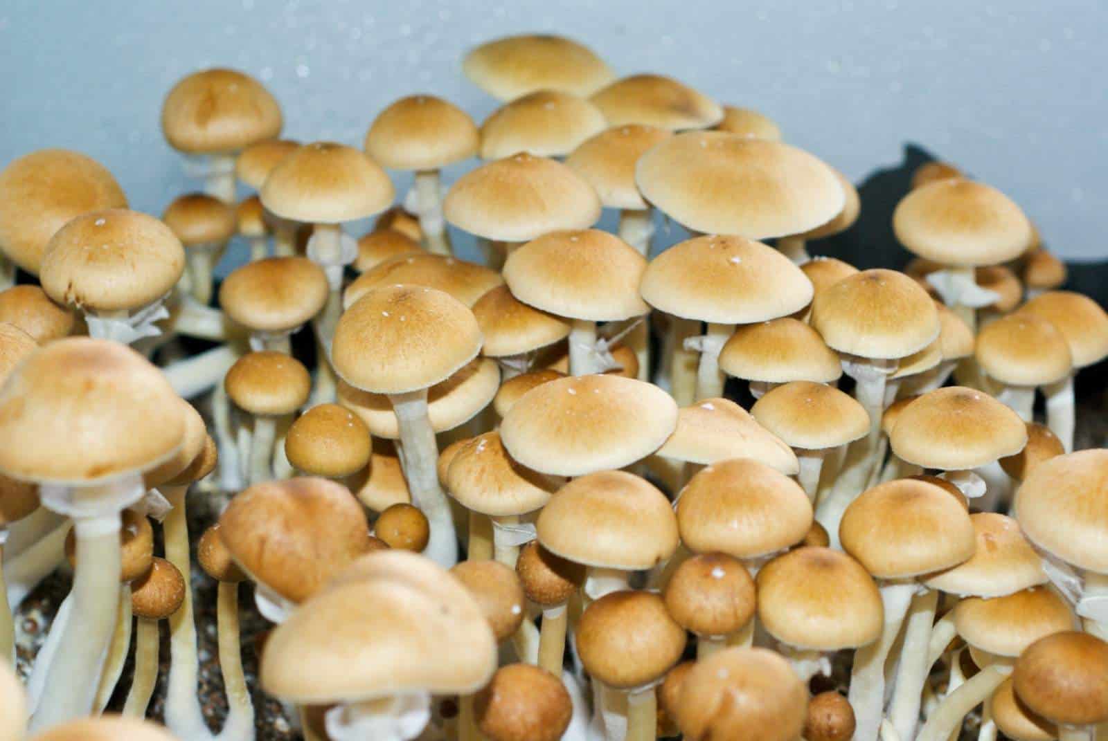 Psychedelic Mushrooms: A Brief History